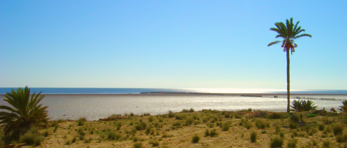 KerkennahAout2012RimTemimi_037_1